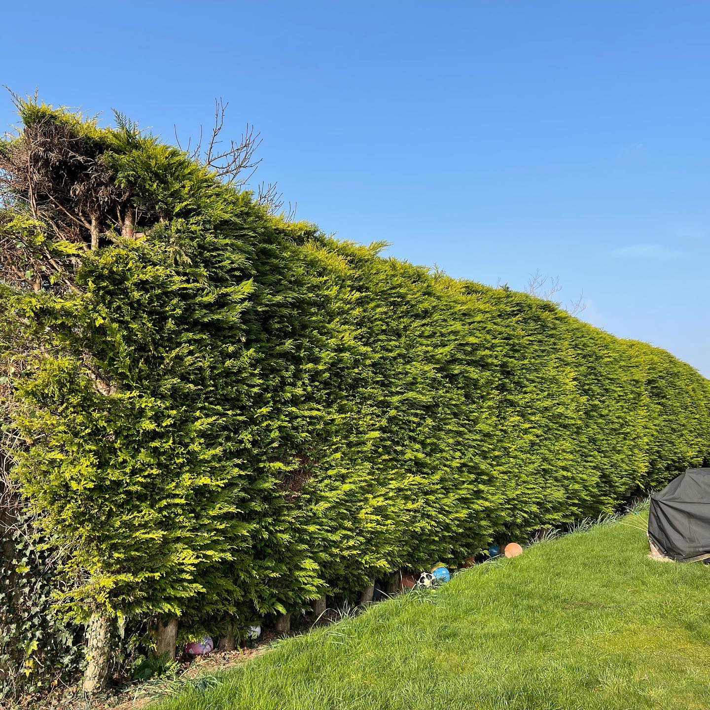 Hedge Maintenance Milton Keynes, Northampton, Bedford, Buckinghamshire
