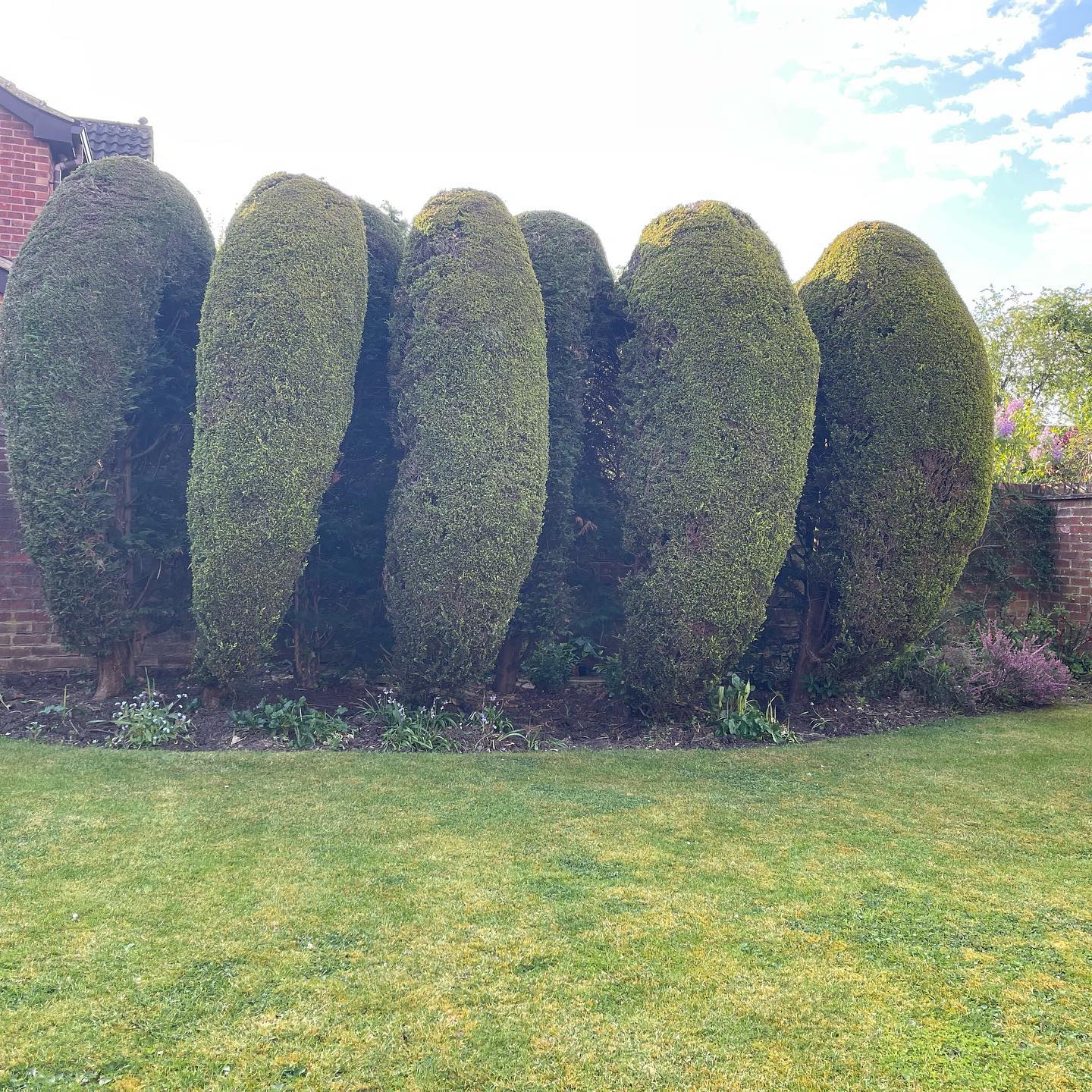 Hedge Maintenance Milton Keynes, Northampton, Bedford, Buckinghamshire